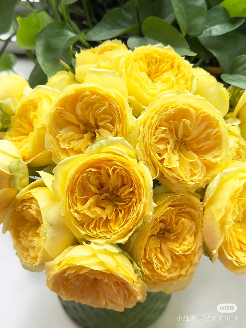 【凯特琳娜独颗】阳台庭院好养护抗病性强花卉绿植月季盆栽