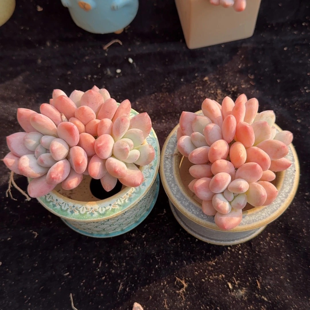 是****两颗香水，专拍链接