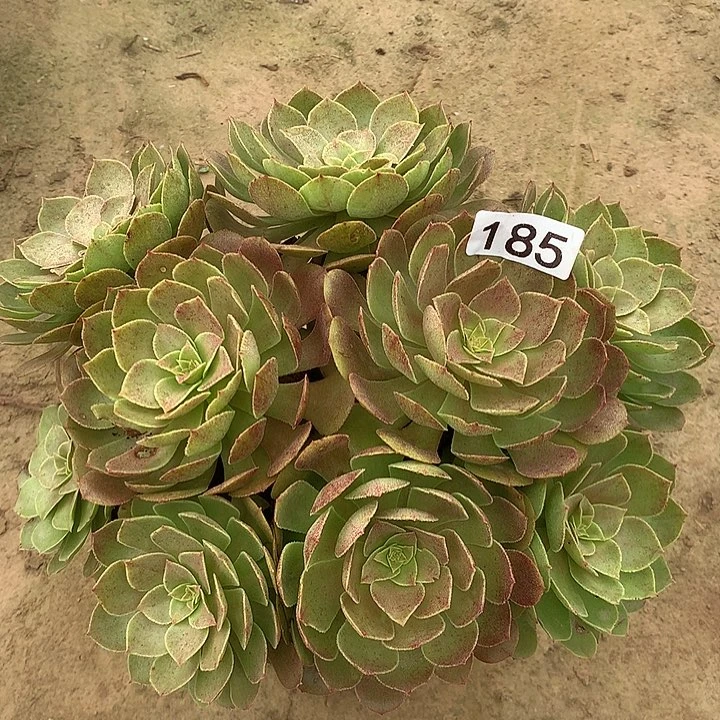 无花朵185万圣节多肉植物