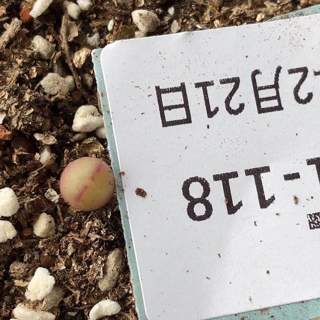 21-118小毛杂多肉植物