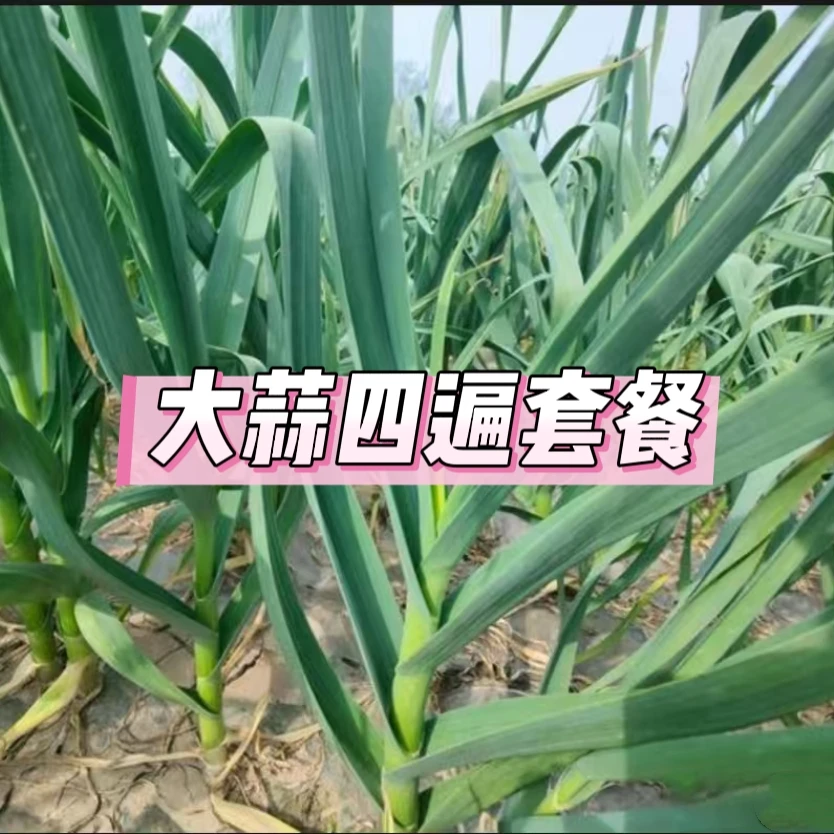 【大蒜四遍套餐】大蒜四遍高产营养增产叶面组合