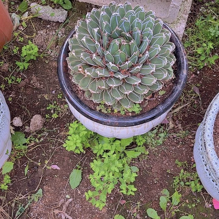 抗****克多肉植物888888888