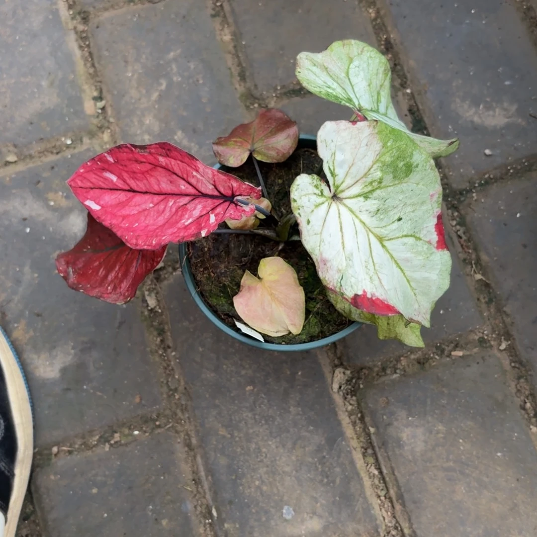 月亮之上泰国04-1105