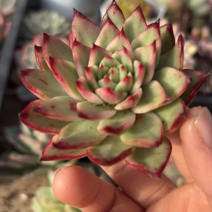 多肉植物满18包邮