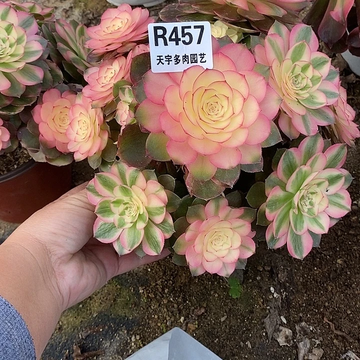 ****)多肉植物荔枝两颗456。457