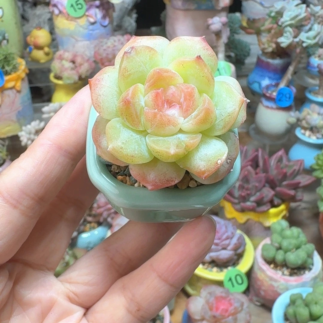 梦幻泡影 含盆土 一物一拍