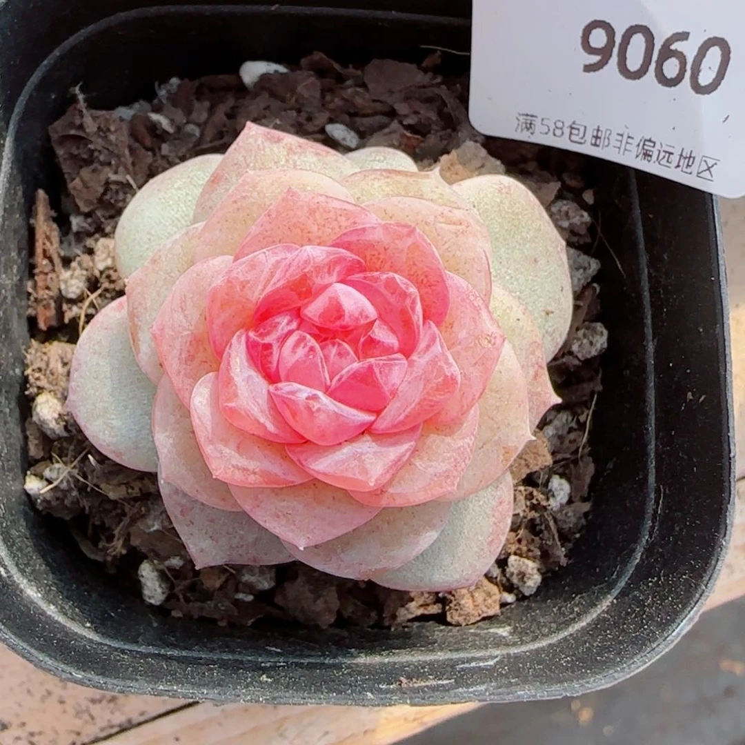 棉花糖，9060多肉植物