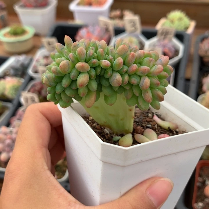 精控香格里拉缀化