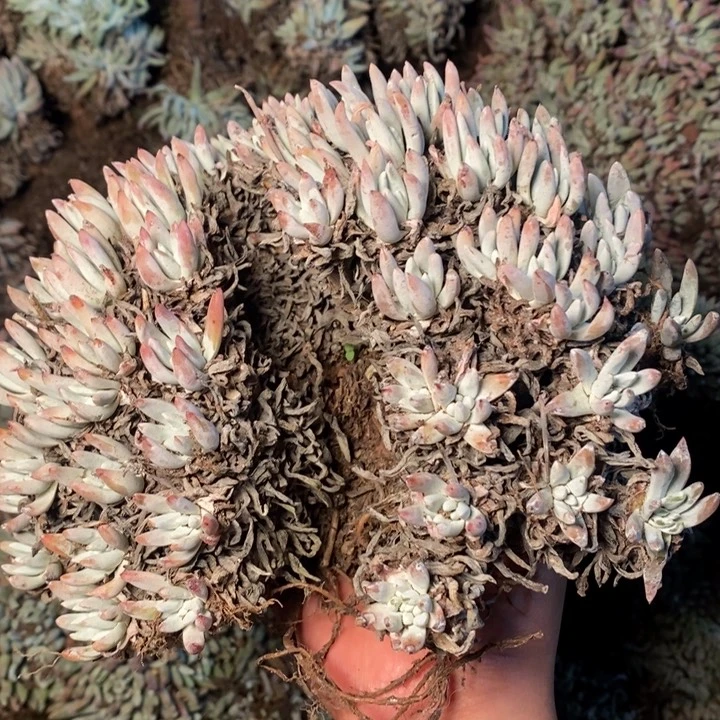 4197哈哈哈哈哈哈哈哈哈