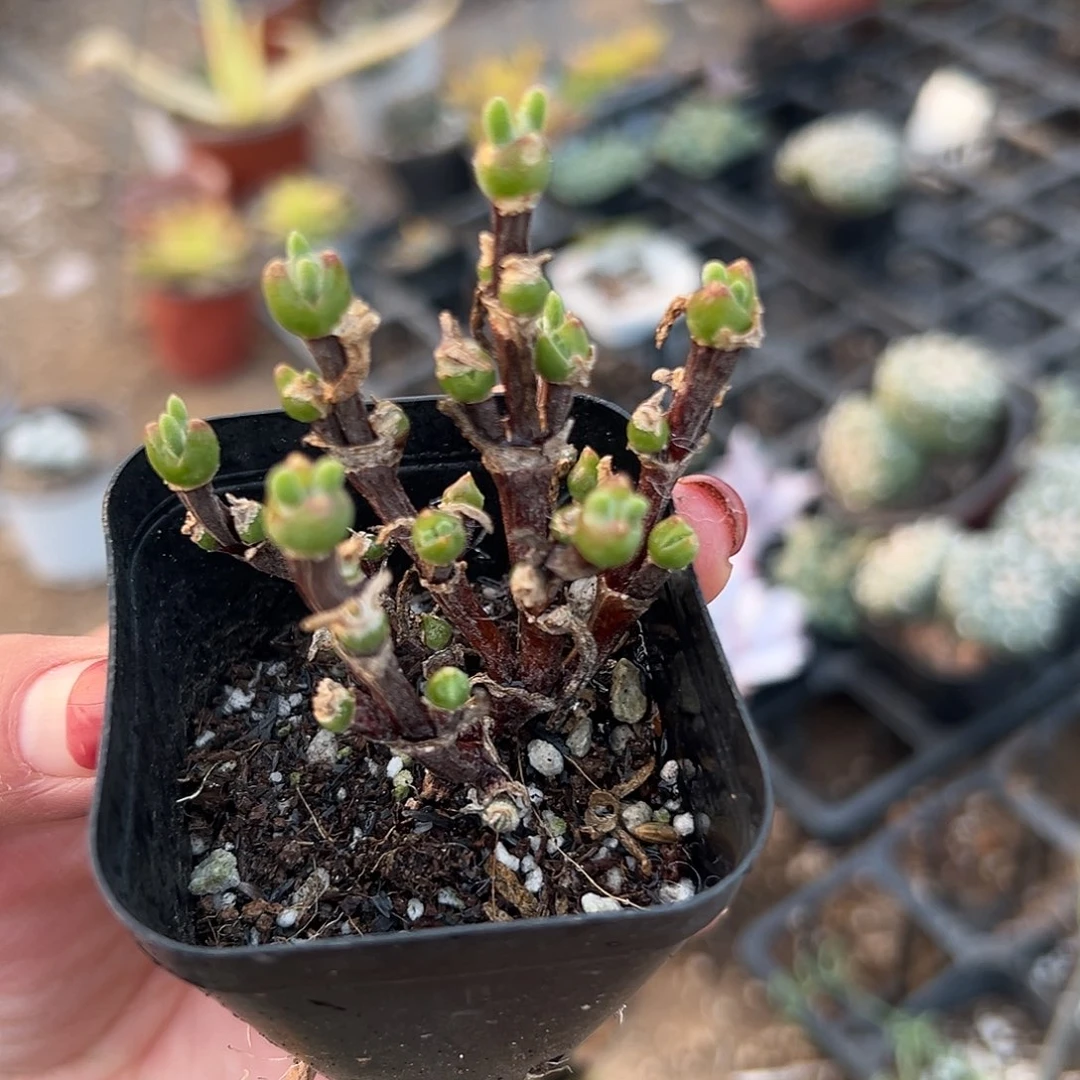 多肉植物兔儿枝干