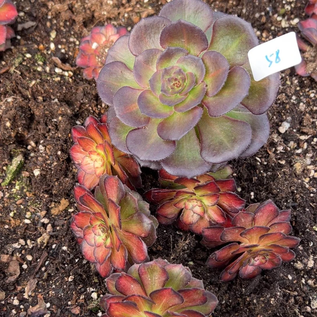 58龙鳞5颗加重版一颗9.9