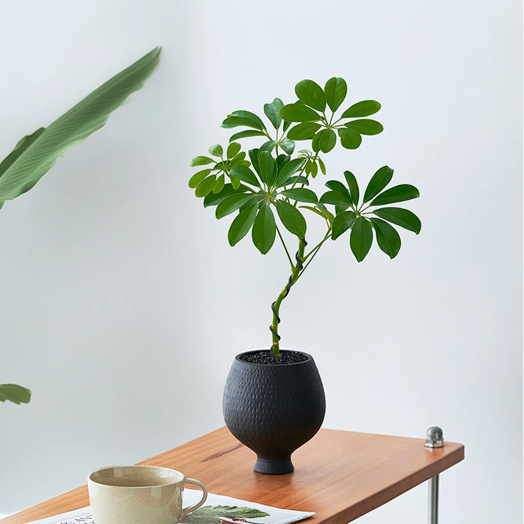 造型鸭脚木盆栽客厅室内八方来财植物鸭掌木办公桌面招财绿植四季