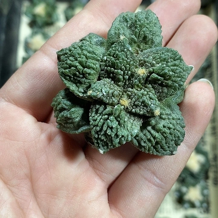 H***王苗落牡丹1颗。485号