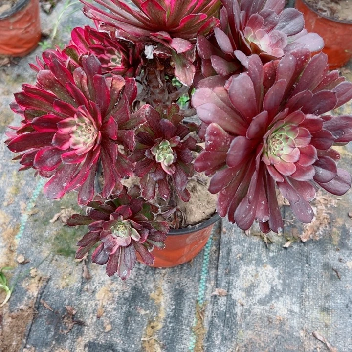 17紫霞多肉植物提取