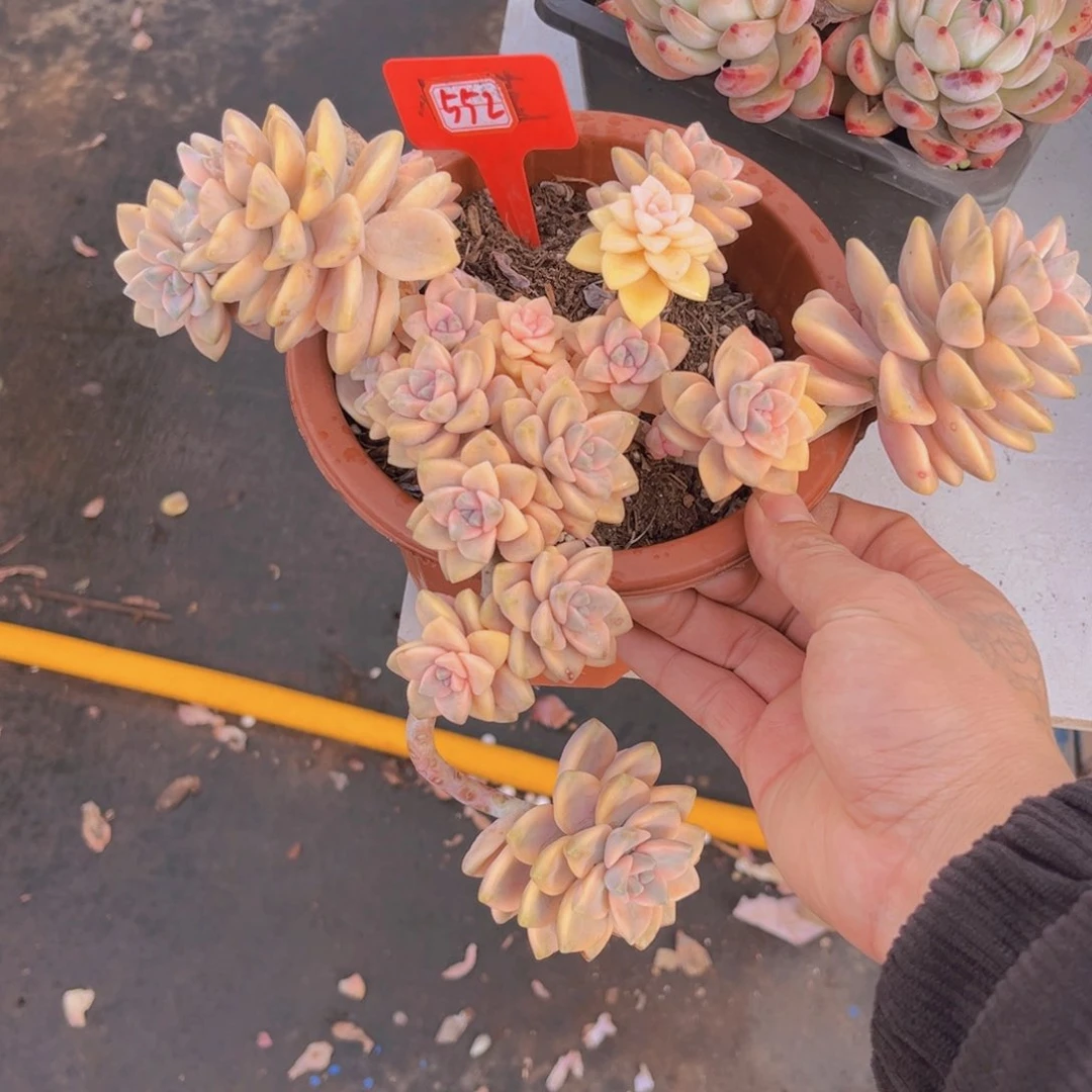 乐*妈美杏锦552多肉植物