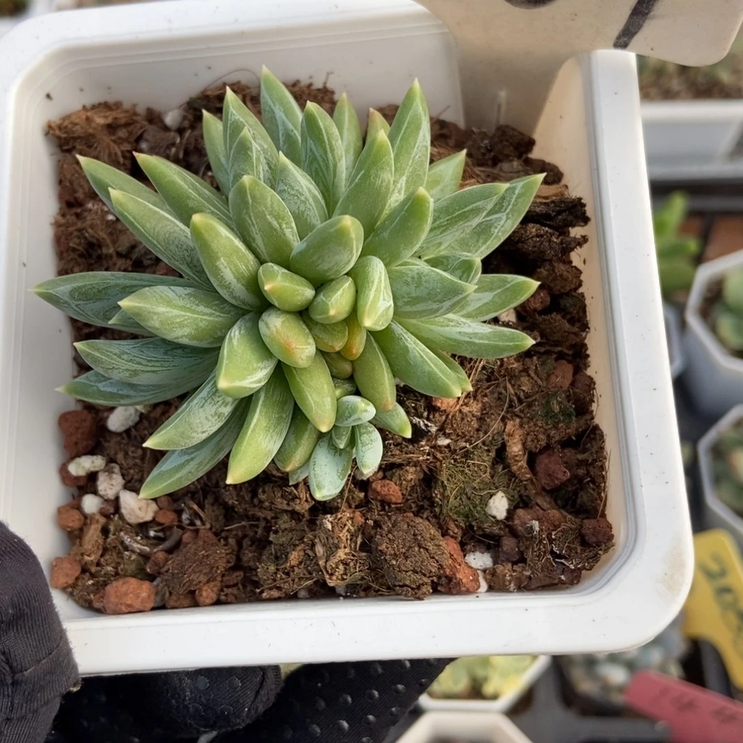 987蟹爪多肉植物保护