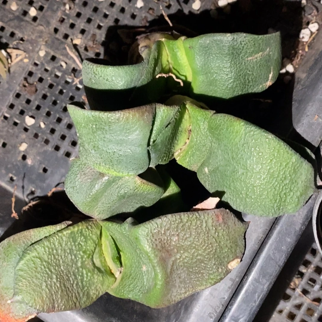 1407 一颗超大军配卧牛 铭品