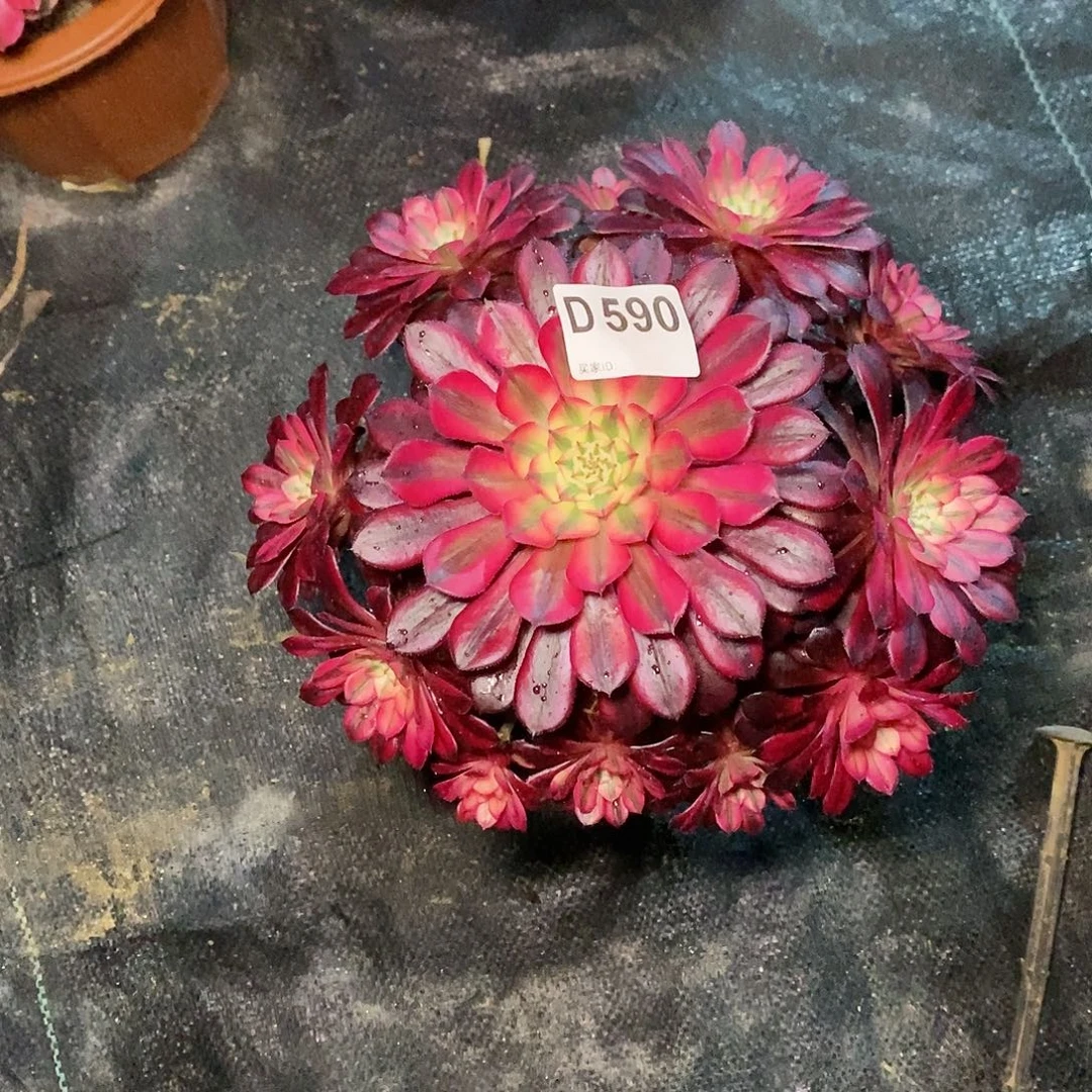 黑铜白590多肉11111