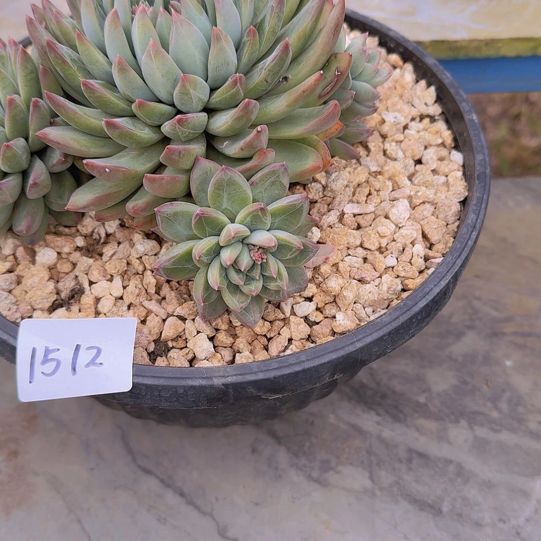 美**量1512星级迷航多肉植物