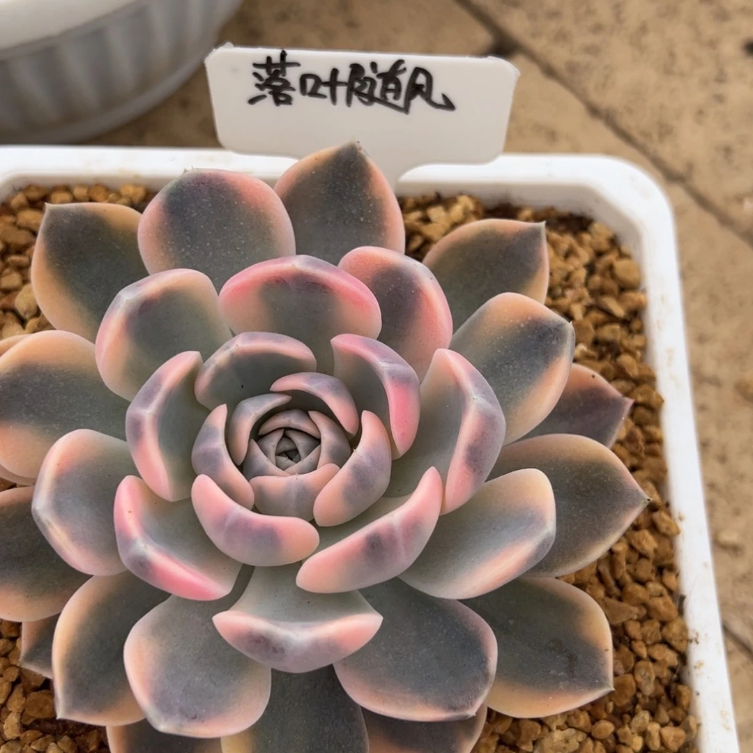 落***～我不喜欢这样一天都