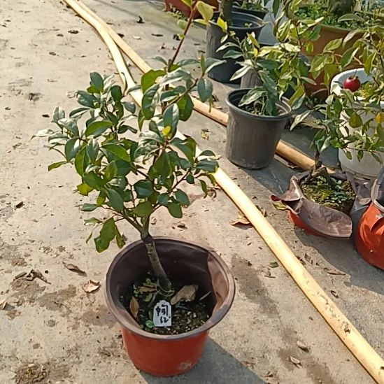 无花朵金弹子盆景我们