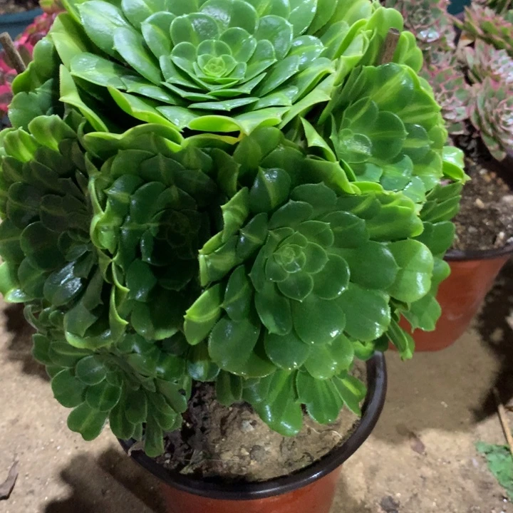 温***窝390翡翠琉璃多肉植物特价