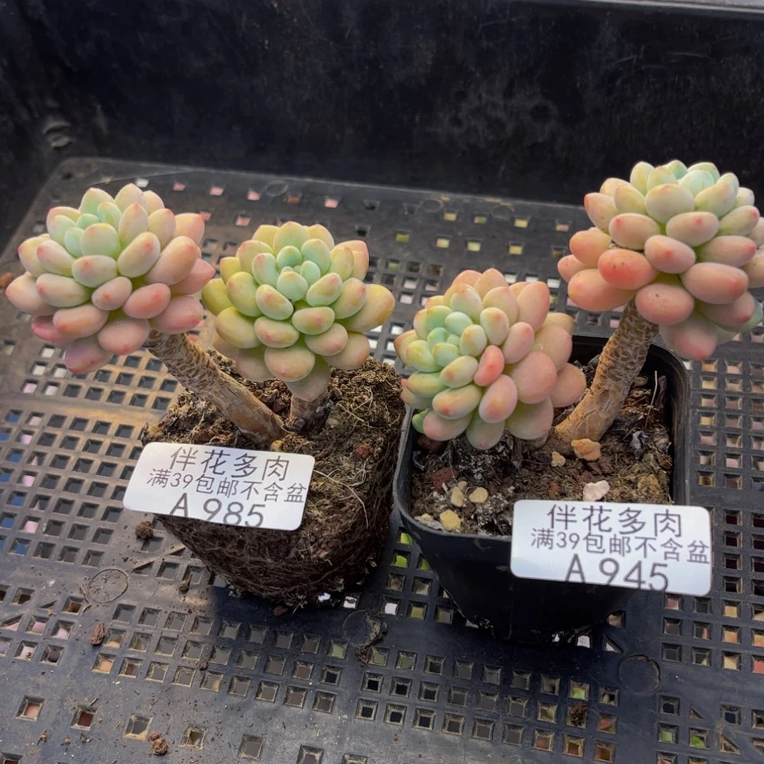快***材945-985-鱼子酱多肉6/7cm共两颗