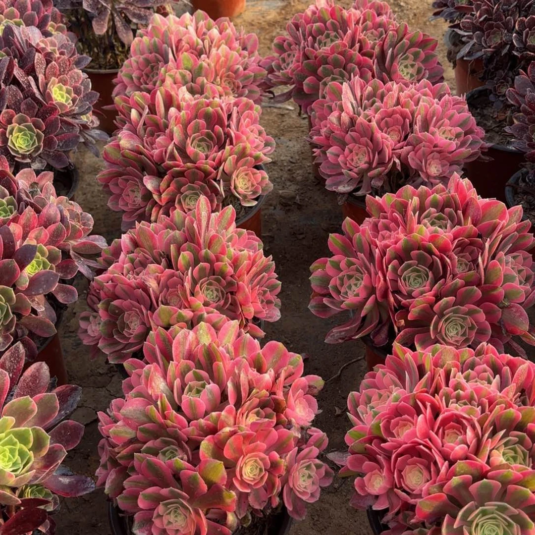 粉女巫绣球9.9多肉植物