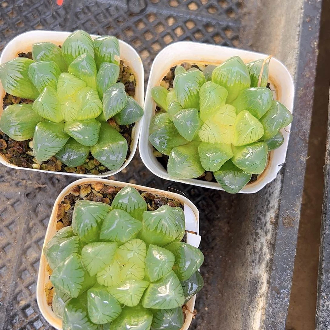 糖心玉露多肉多肉多肉一颗