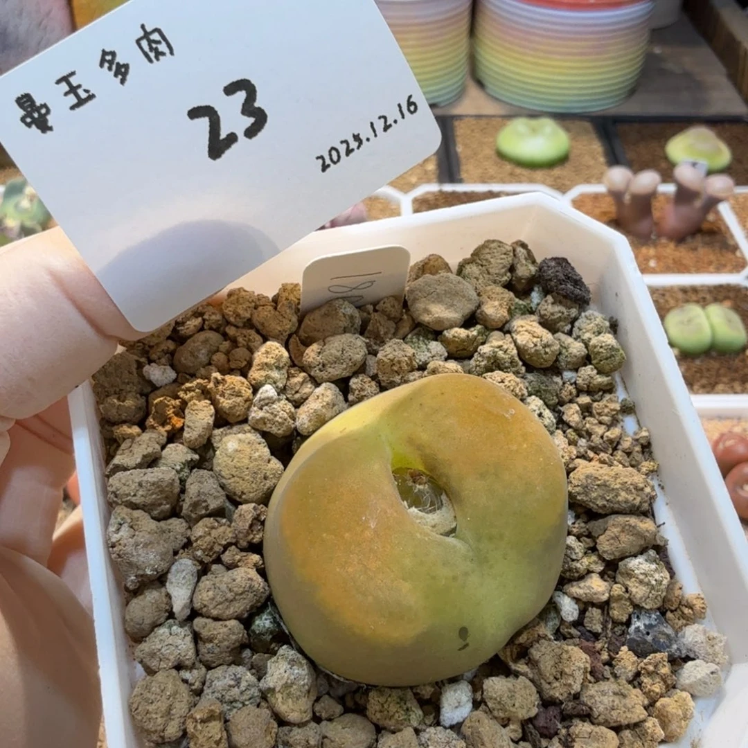 我***肉多肉多肉多肉12.16-023