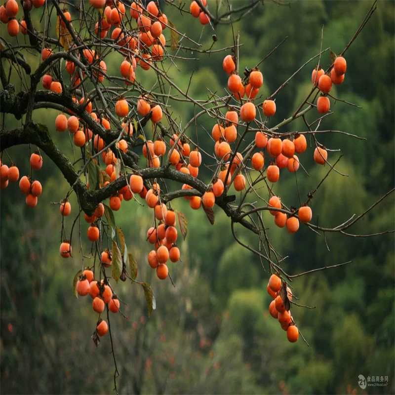 正宗嫁接柿子树苗脆甜柿子软柿子带土球发货适合庭院别墅种植