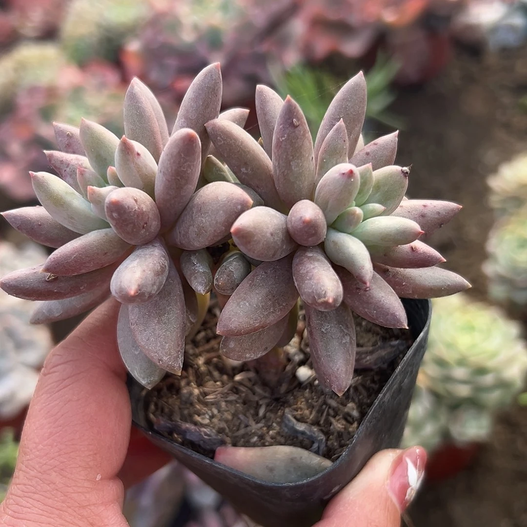 多肉植物红蜻蜓双头