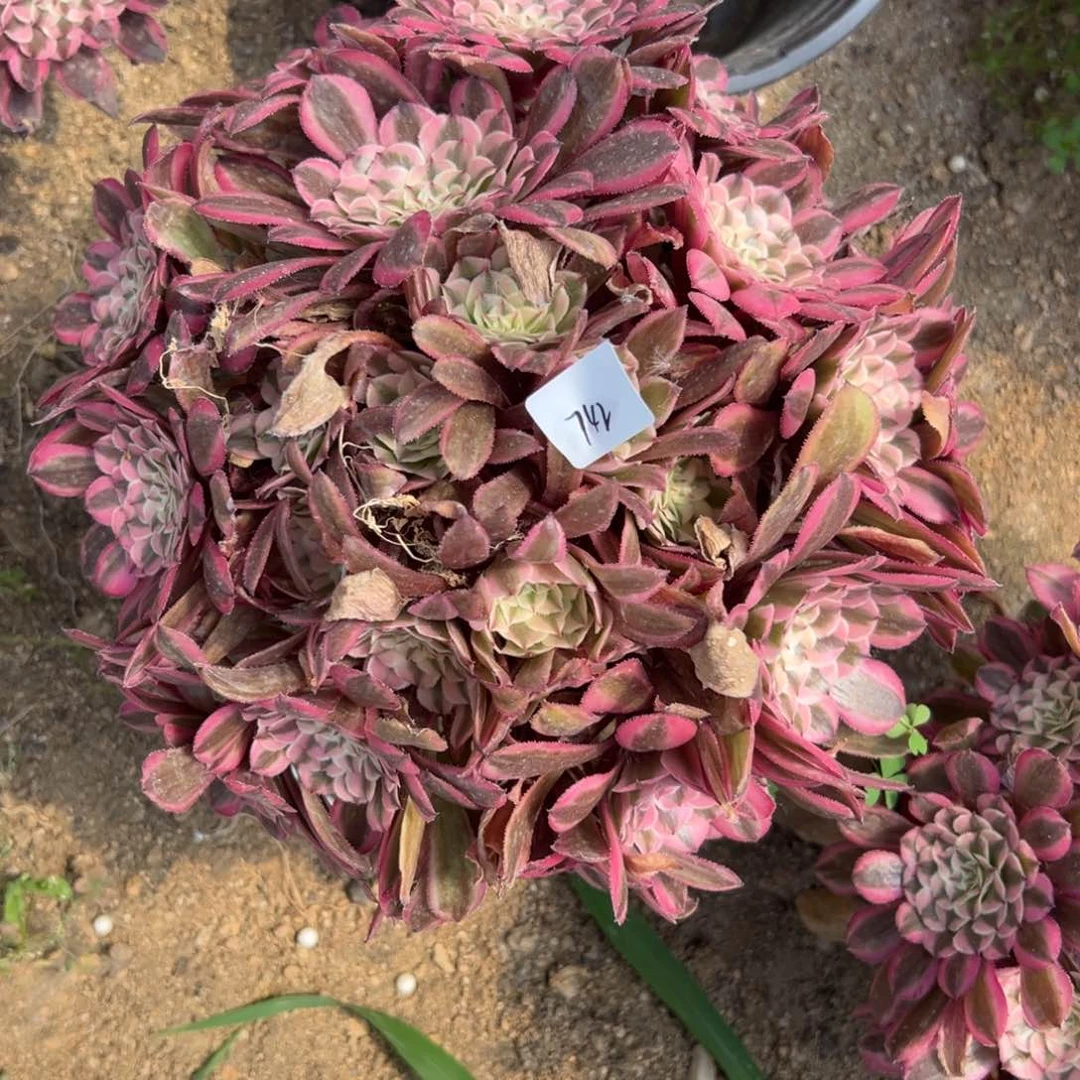 742粉铜多肉植物系