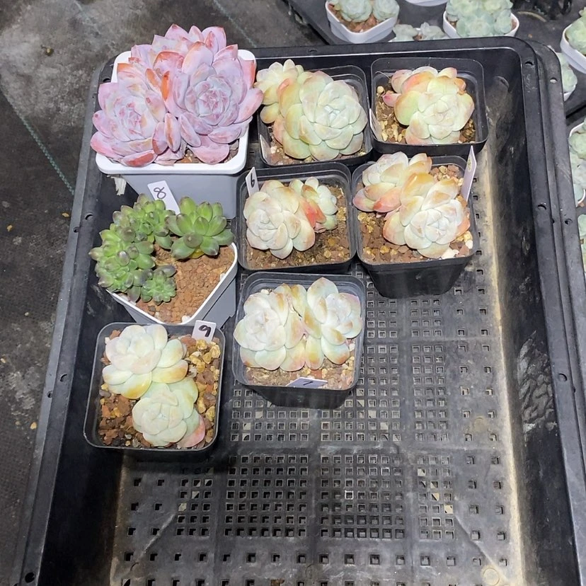 【闪购商品】?***?325一筐8颗