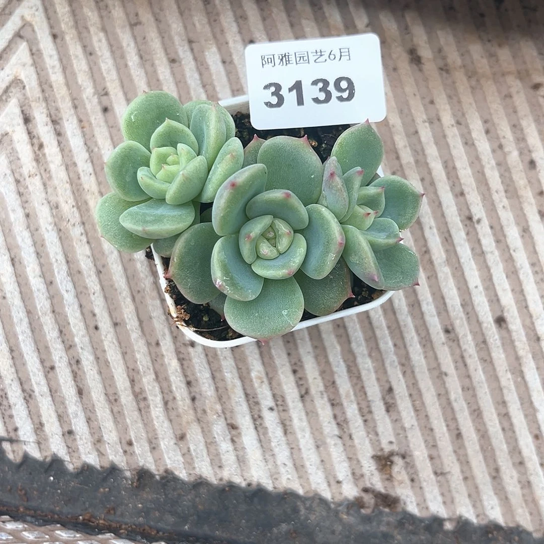 阿雅园艺。    3139