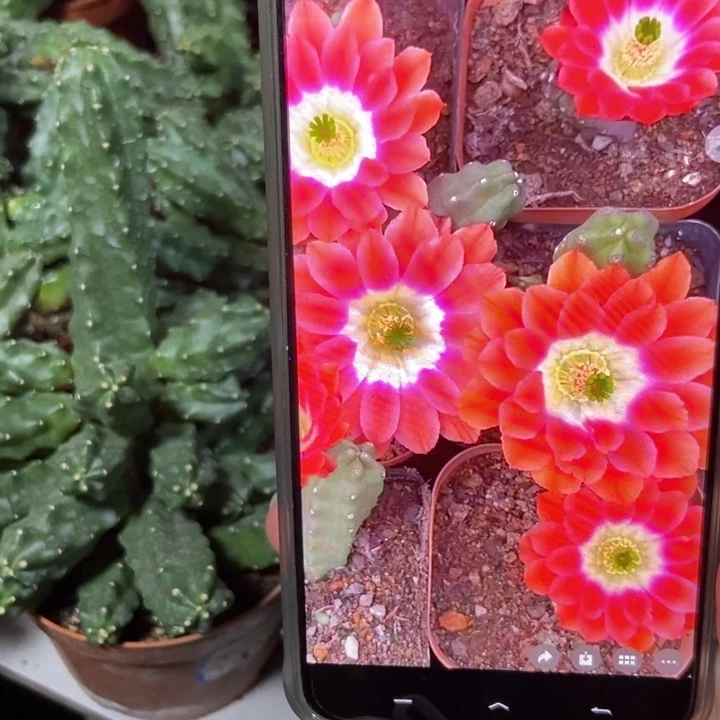 仙人球橘红水仙晴朗一盆