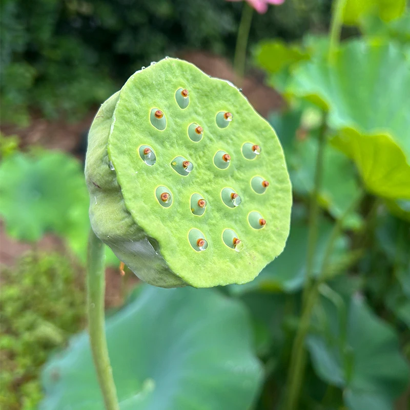 顺丰包邮水果莲蓬夏天莲蓬当季新鲜新鲜嫩莲子水果莲蓬特产