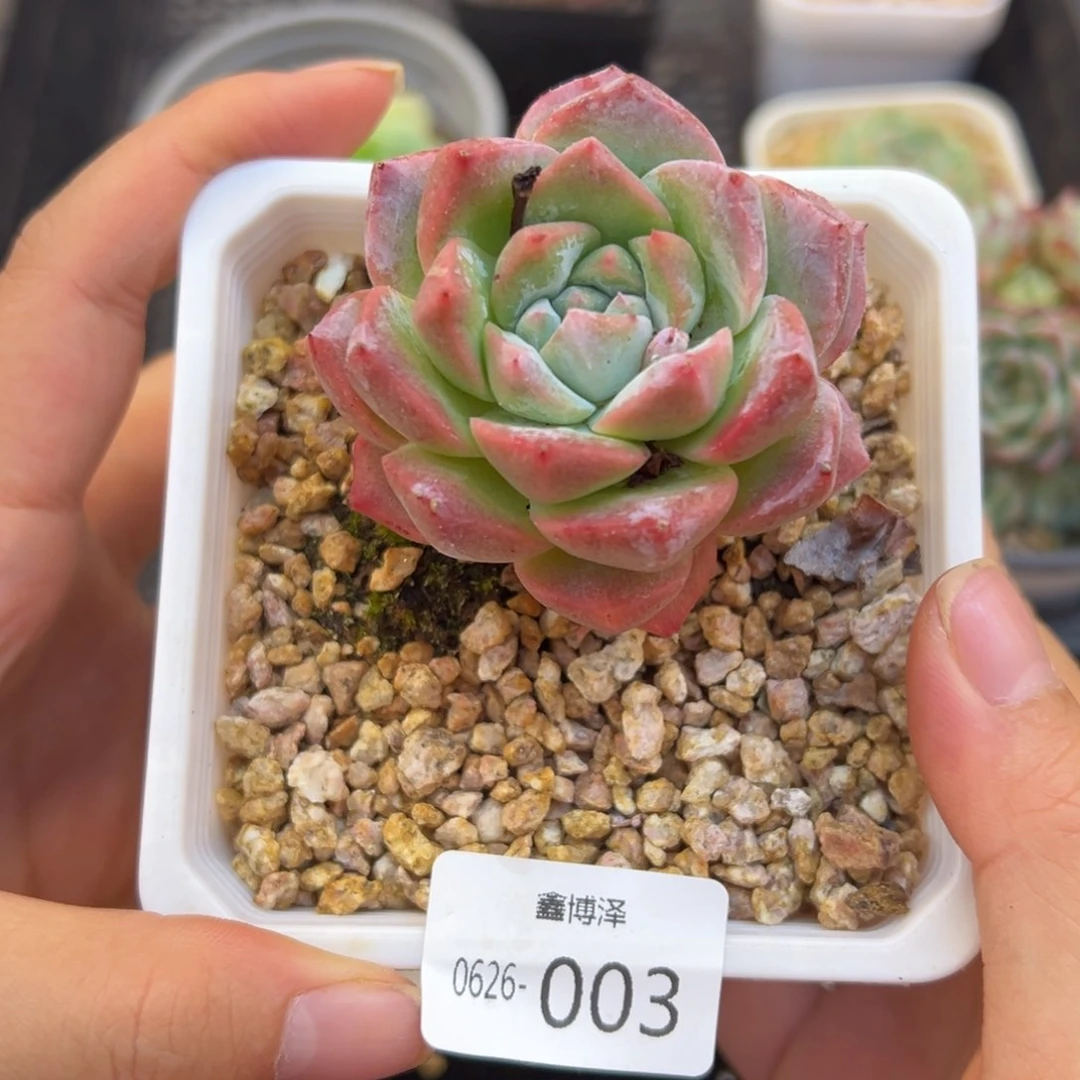 福利多肉6.26-003