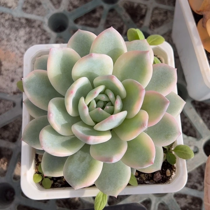 梦露锦一物一拍锦龙