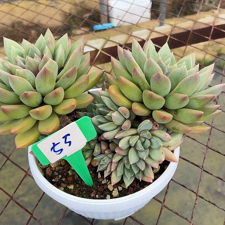 55红象牙一个带盆