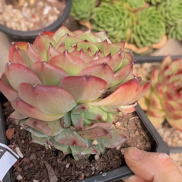 蓝龙杂2526多肉植物