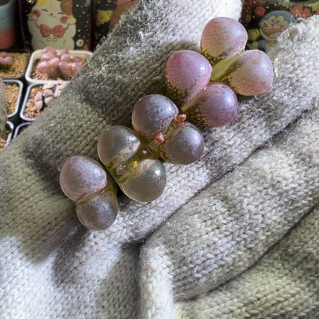 混播。  透粉。