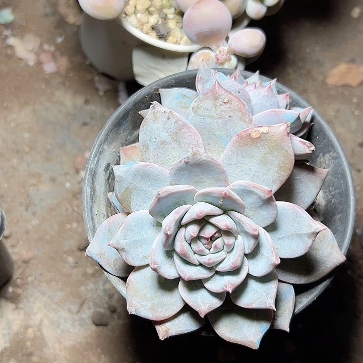 旎*小鹿多肉福利多多009