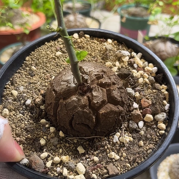 S***N汤圆植物龟甲龙22补差价