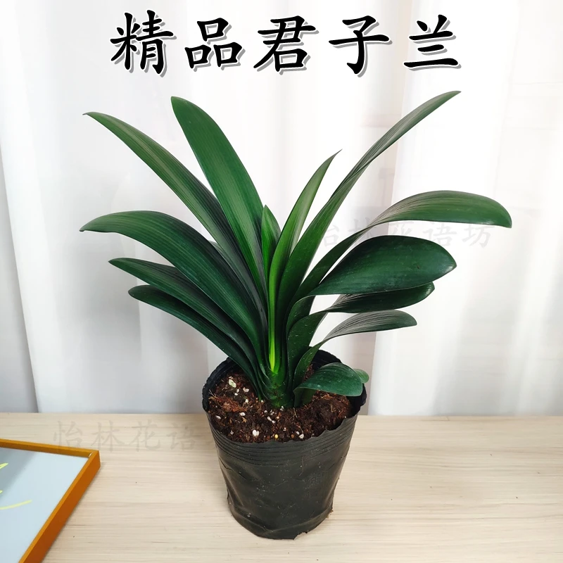 君子兰花开橘红色盆栽室内外四季植物阳台适合懒人的好养盆栽