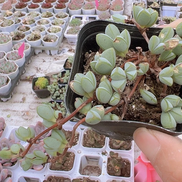 碧玉恋19包邮多肉植物