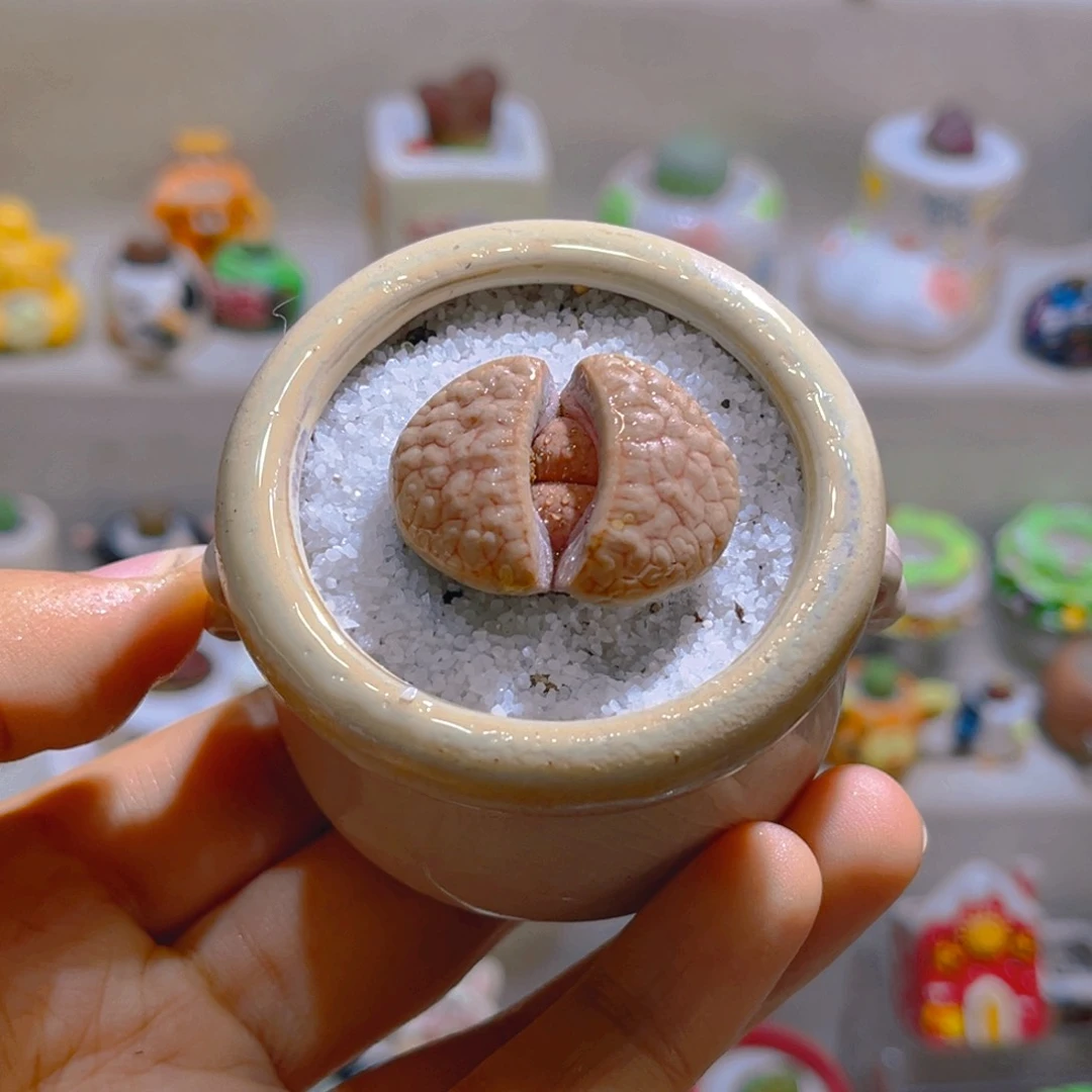 025高端多肉带盆土一套18