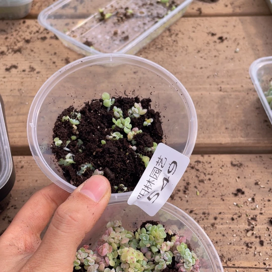 多肉植物多肉植物549