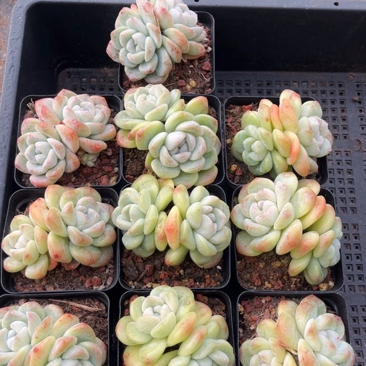 冰玉多肉七方盆一组10个20号