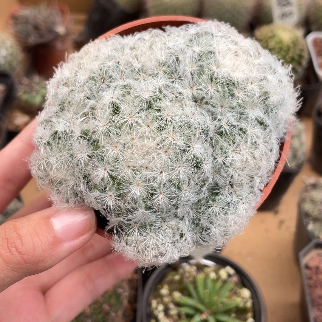 036白星（满18元包邮）